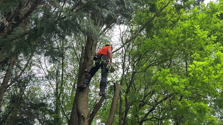 Best Emergency Tree Removal  in Leonardo, NJ